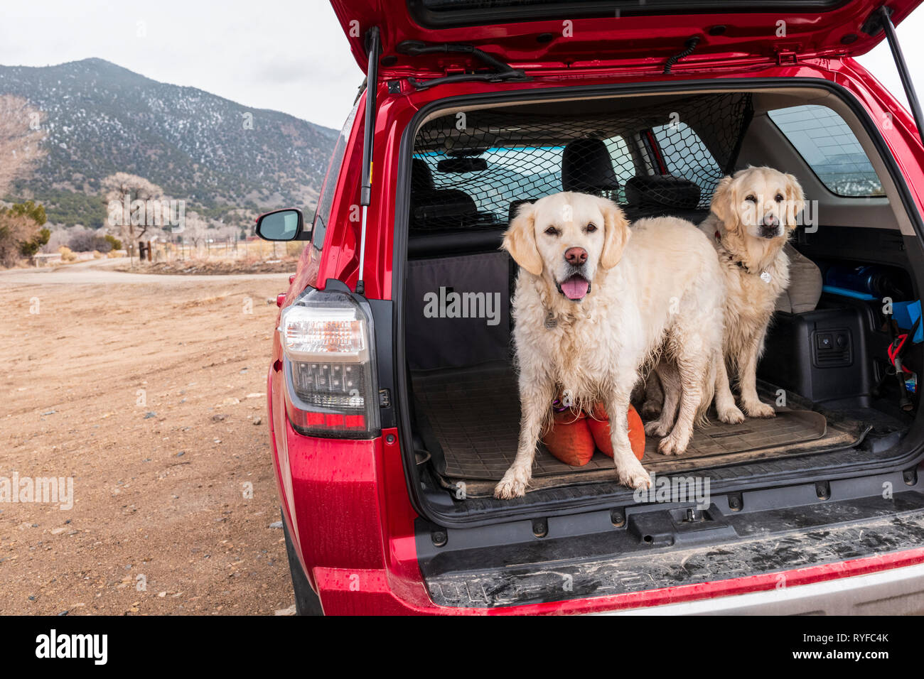 Due color platino Golden Retriever cani nel retro di una Toyota 4Runner Carrello SUV; central Colorado; USA Foto Stock