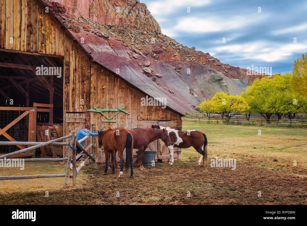 Ragazzo con i cavalli allo storico fienile nel Parco nazionale di Capitol Reef, Utah Foto Stock