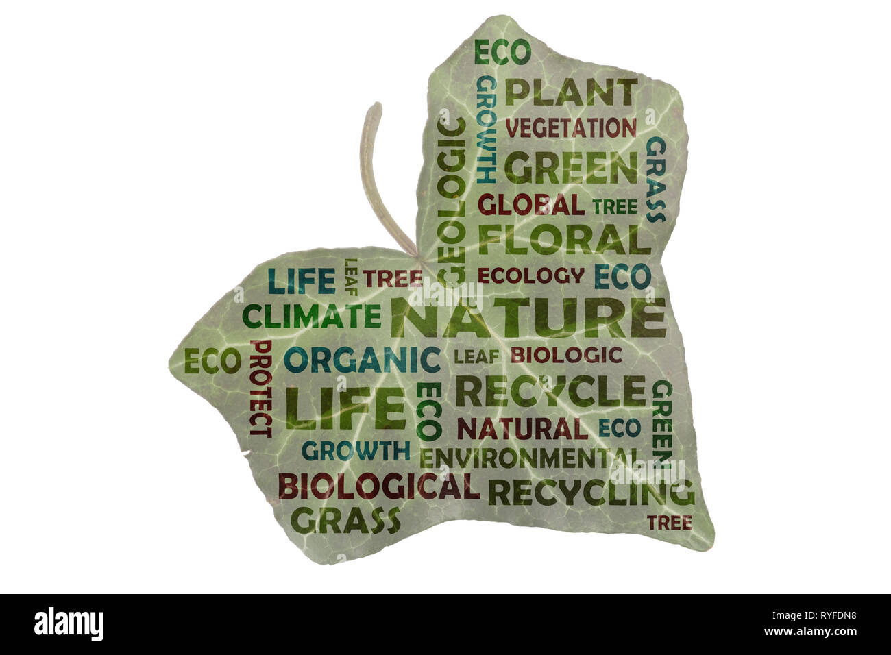 Tag cloud con le parole chiave dalla natura del campo evidenziato su una foto di un verde foglia di edera Foto Stock