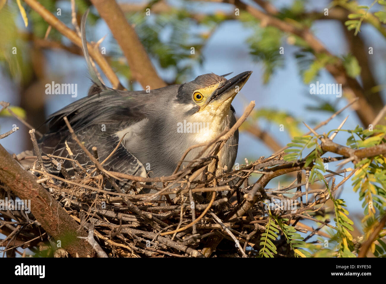Plover seduta sul nido, Kenya, Africa Foto Stock