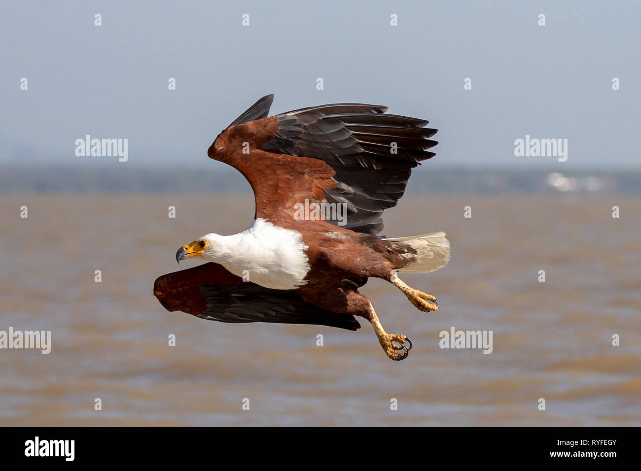 African Sea Eagle piomba per pesci, Kenya Africa Foto Stock