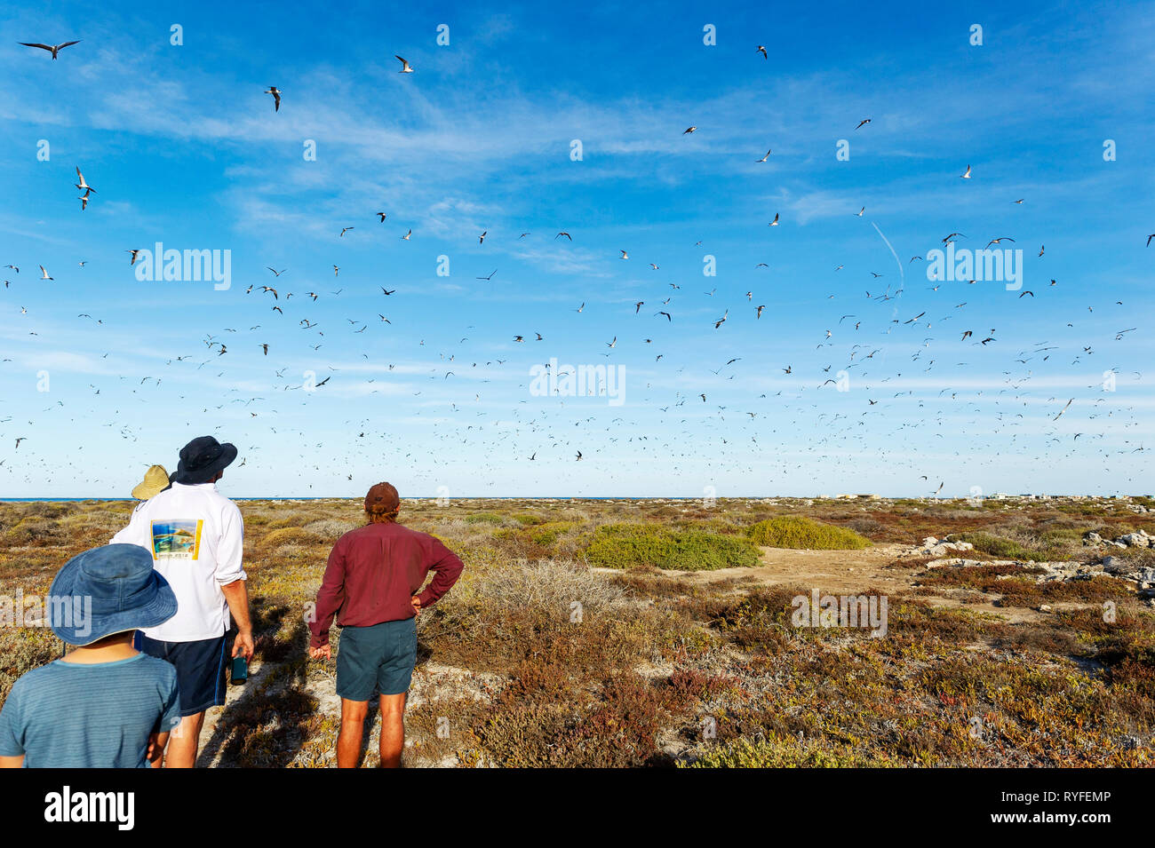Fuligginosa sterne e cuneo Shrearwaters codato sulla Grande Isola di ratto, Houtman Abrolhos. Il Houtman Abrolhos isole si trovano a 60 chilometri al largo della costa della Geraldt Foto Stock
