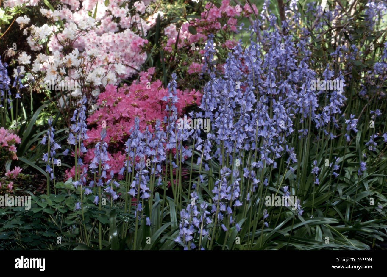 BLUE MOUNTAINS GARDEN CON CAMPANE BLU SPAGNOLE O GIACINTO DI LEGNO (HYACINTHOIDES HISPANICA) E CESPUGLI AZALEA ROSA, NUOVO GALLES DEL SUD, AUSTRALIA Foto Stock