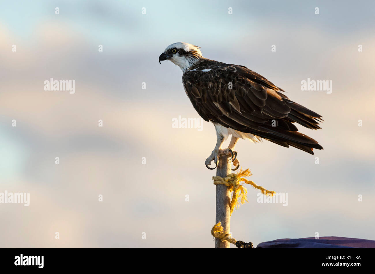 Un Osprey su East Wallabi isola. Il Houtman Abrolhos isole si trovano a 60 chilometri al largo della costa di Geraldton in Australia Occidentale. Ci sono 122 prist Foto Stock