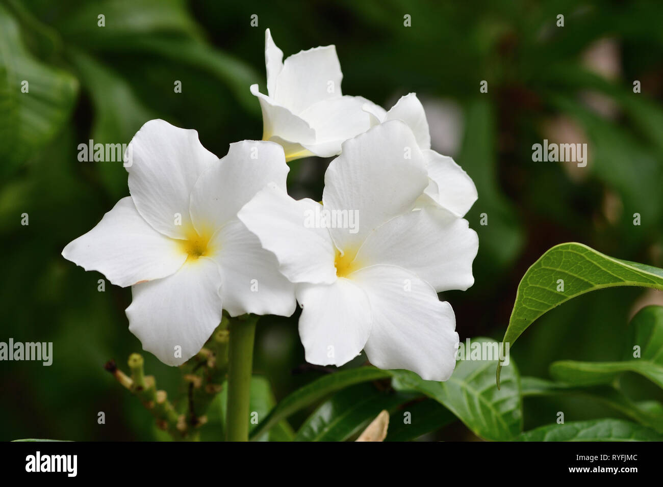 Close up di plumeria pudica fioritura Foto Stock