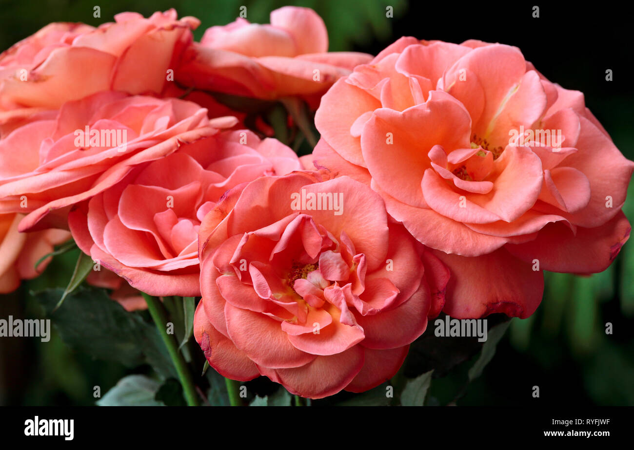 Un Grande Mazzo Di Rosa Bellissime Rose Foto Stock Alamy