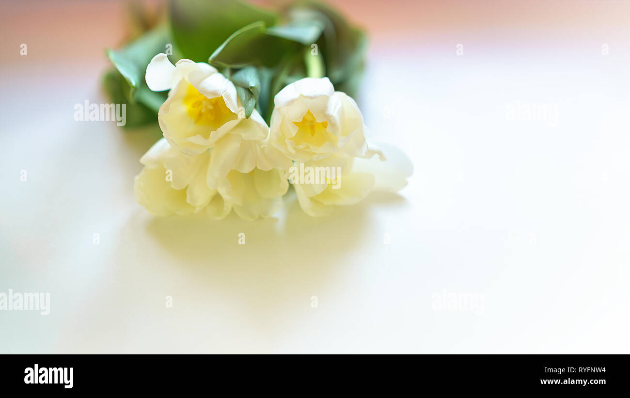 La molla white tulip flower close-up di illuminazione soffusa su sfondo bianco. Messa a fuoco selettiva. Morbido e delicato tulip flower. Tulip sfondo. Idea regalo per il giorno di San Valentino, compleanno, 8 marzo. Foto Stock