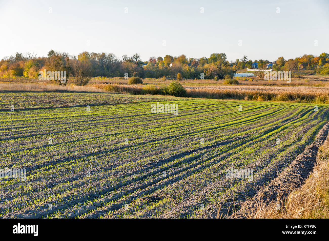 In autunno il paesaggio rurale con colture invernali la crescita sul campo, Ucraina Foto Stock