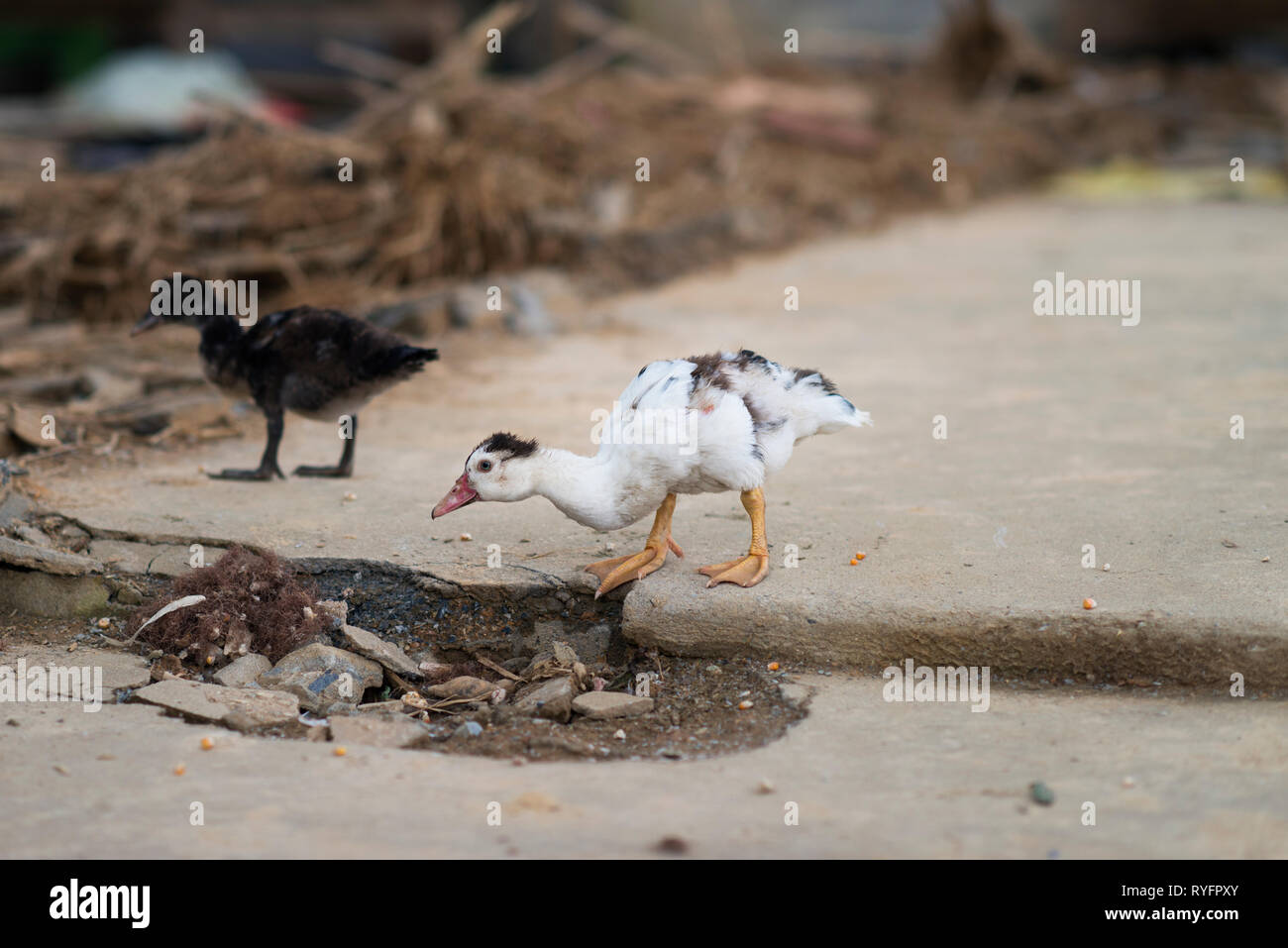 Giovane Oca Chick in cattive condizioni di Sapa, Lao Cai, Vietnam Foto Stock