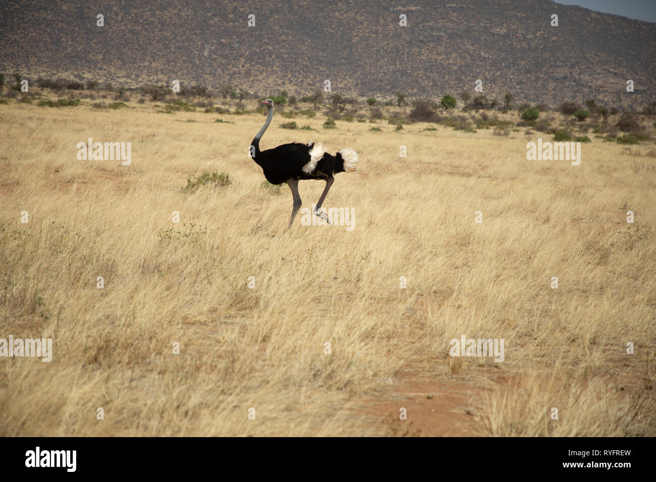 Struzzo comune, Kenya, Africa Foto Stock