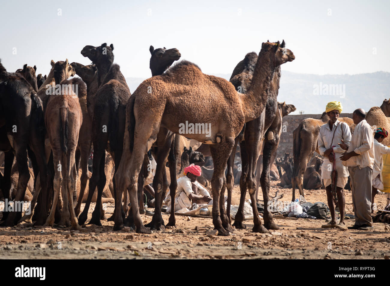 Fiera del cammello di Pushkar con il paesaggio urbano della città Foto Stock