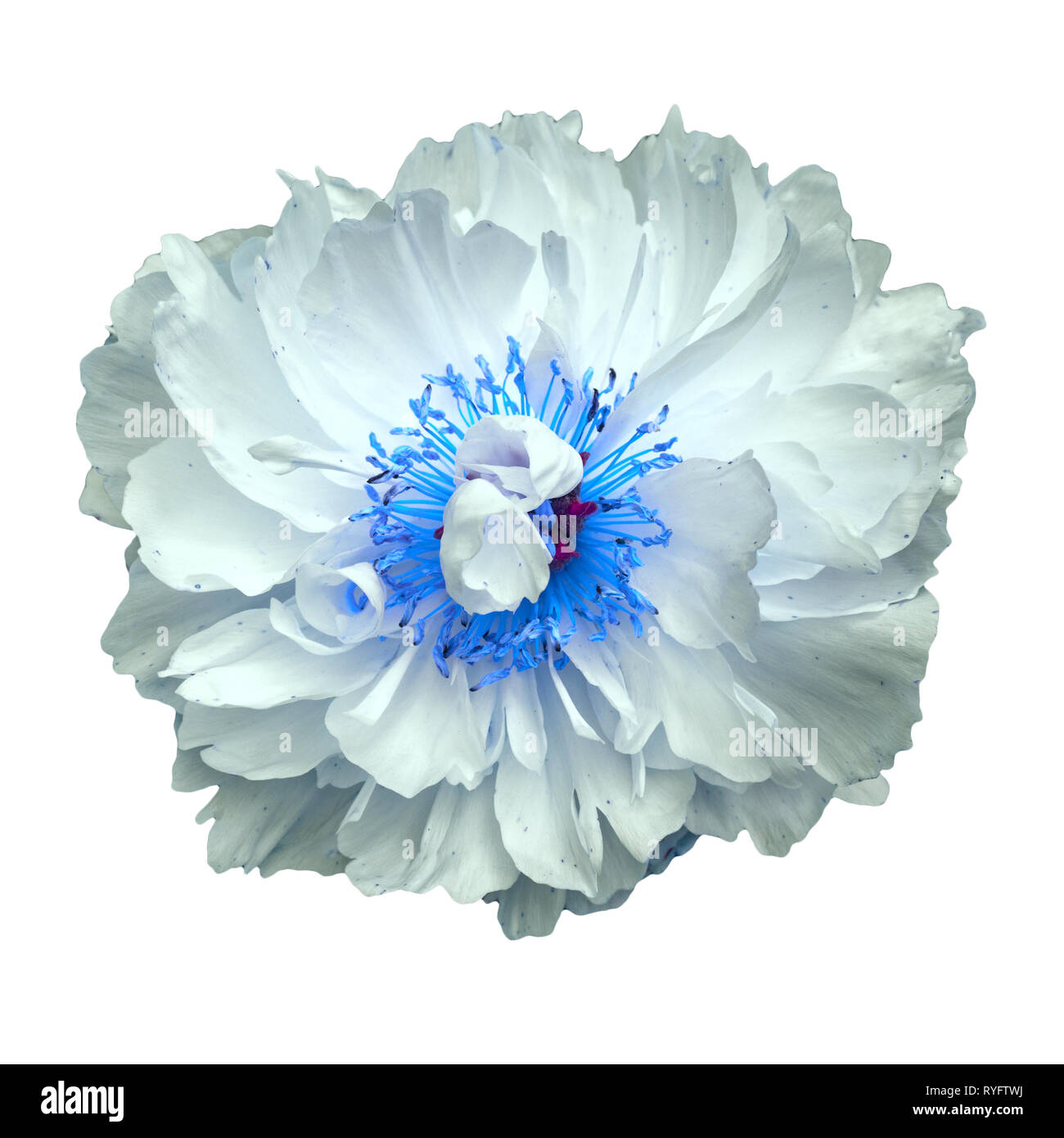 Fiore bianco con stami blu su sfondo bianco Foto Stock