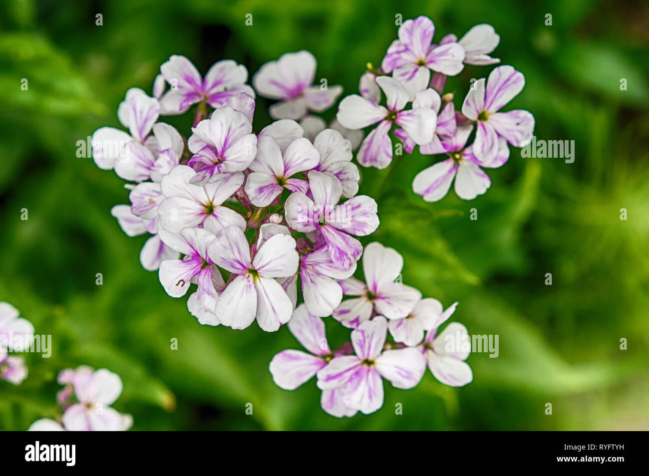 Primo piano su viola gilliflower Hesperis matronalis Foto Stock