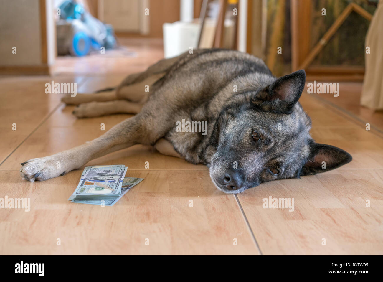 Il cane custodisce i dollari americani che giacciono sul pavimento. Foto Stock