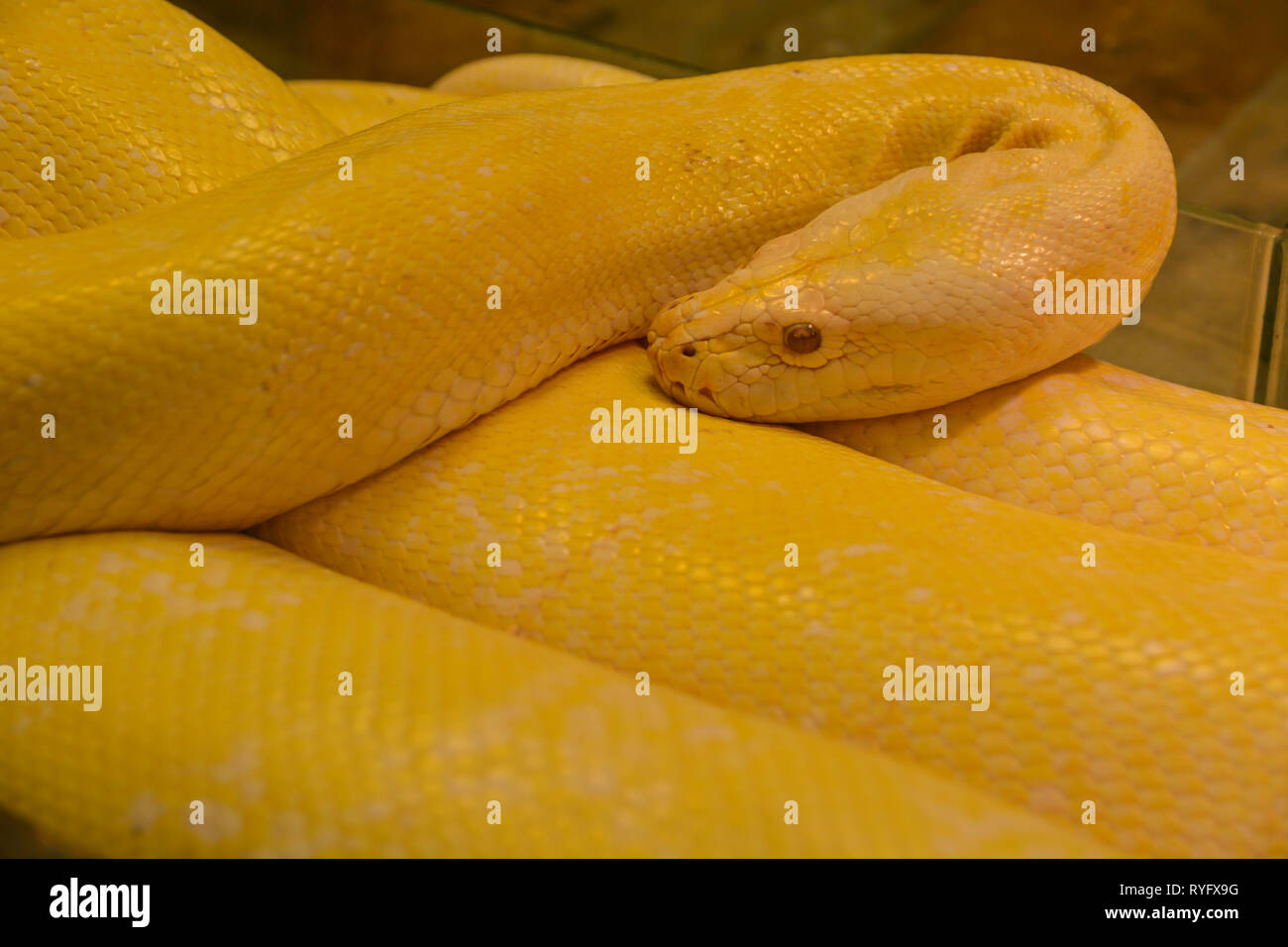 Close up giallo dorato python. Pericolo snake. Foto Stock