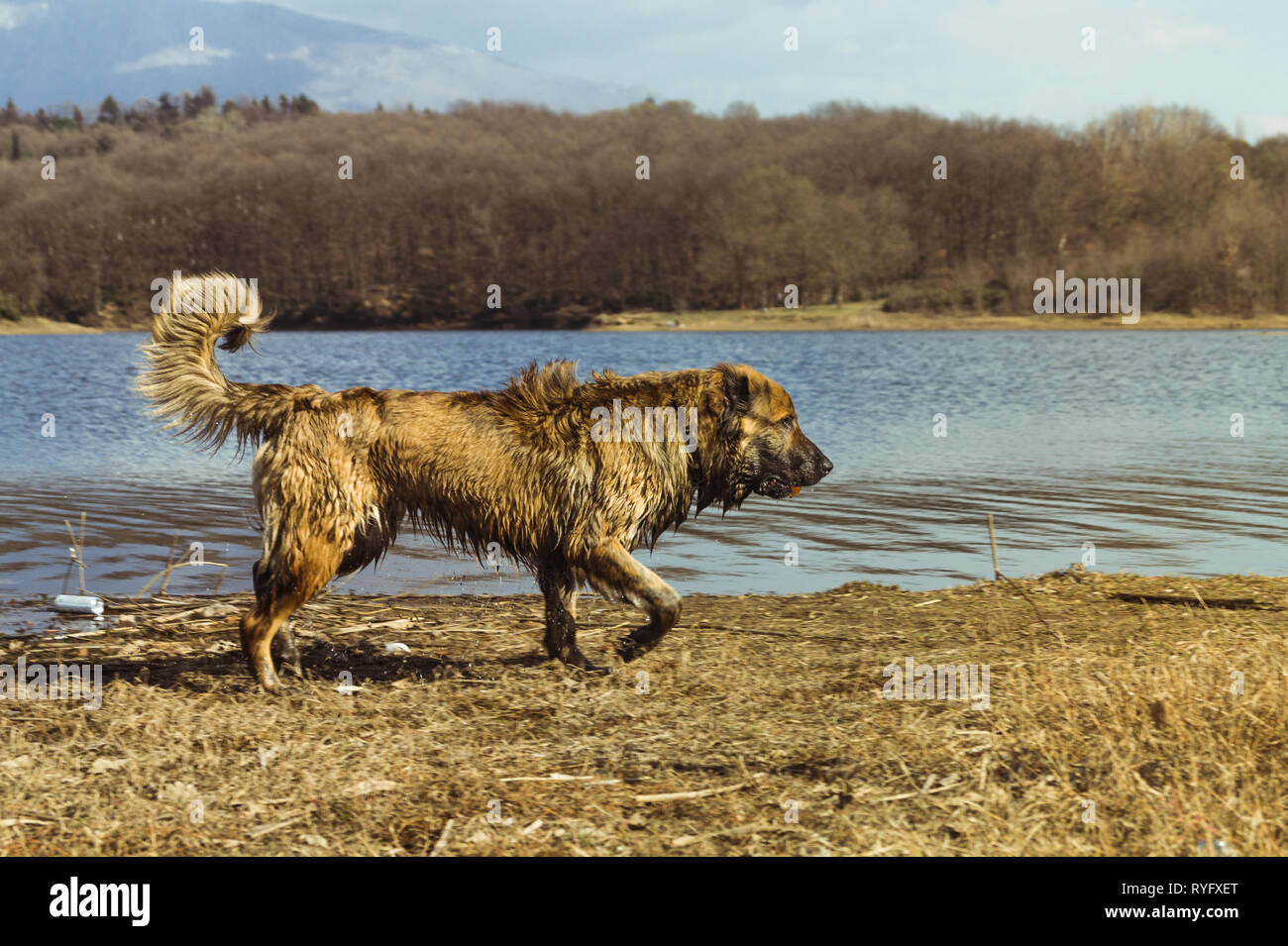 Bobi cane caucasica presso il parco in un lago artificiale di Tirana Foto Stock