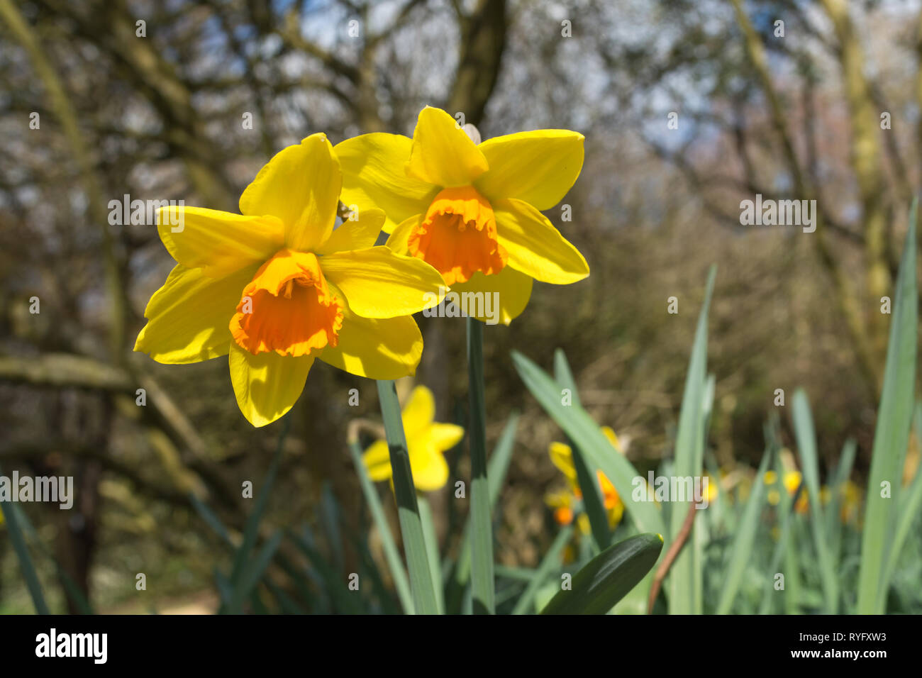 Narcissus buster, daffodils colorata fioritura in un giardino inglese durante il mese di marzo, a forma di tromba fiori Foto Stock