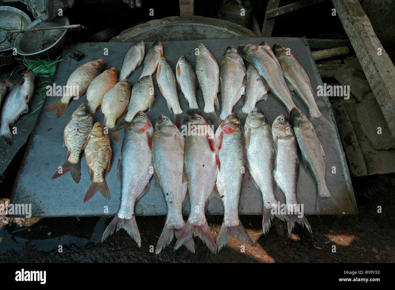 BANGLADESH il pesce in vendita al mercato a Haluaghat, Mymensingh regione foto di Sean Sprague Foto Stock