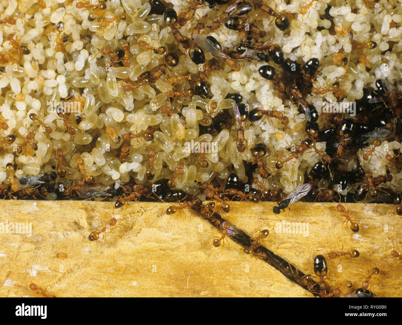 Pharoahs ant (Monomorium pharaonis) queens, lavoratori adulti alati, uova & Pupe Foto Stock