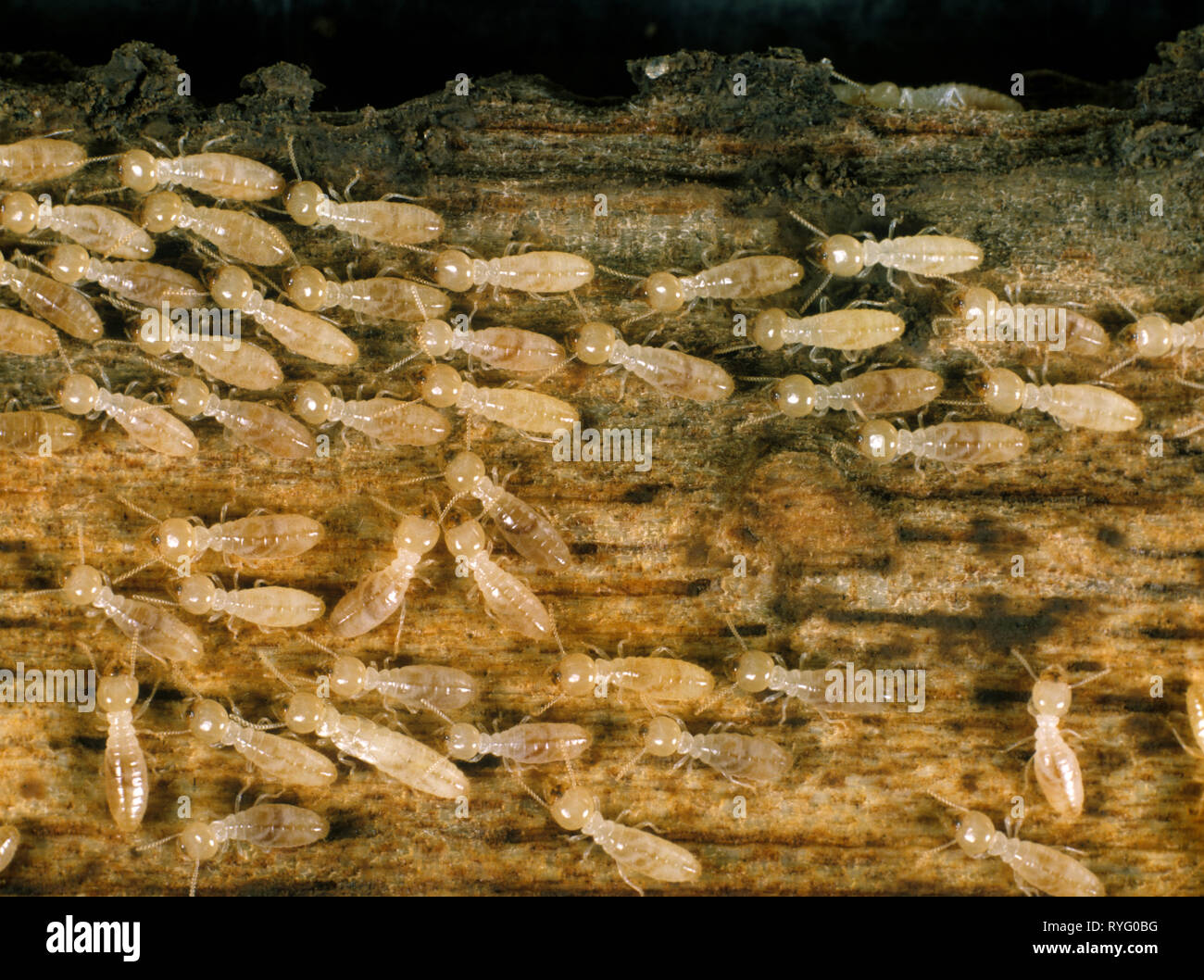 Termite lavoratori (Reticulitermes sp.) il legname danneggiato con detriti e frass Foto Stock
