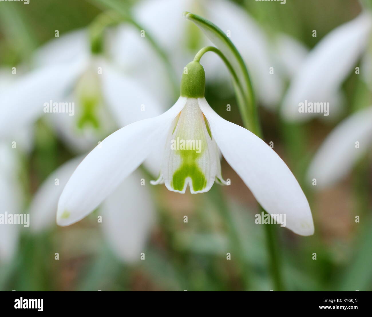 Galanthus 'Curly. Profumati della Snowdrop "parentesi" la visualizzazione di un segno distintivo della croce verde su segmenti interni - Febbraio, GIARDINO DEL REGNO UNITO Foto Stock