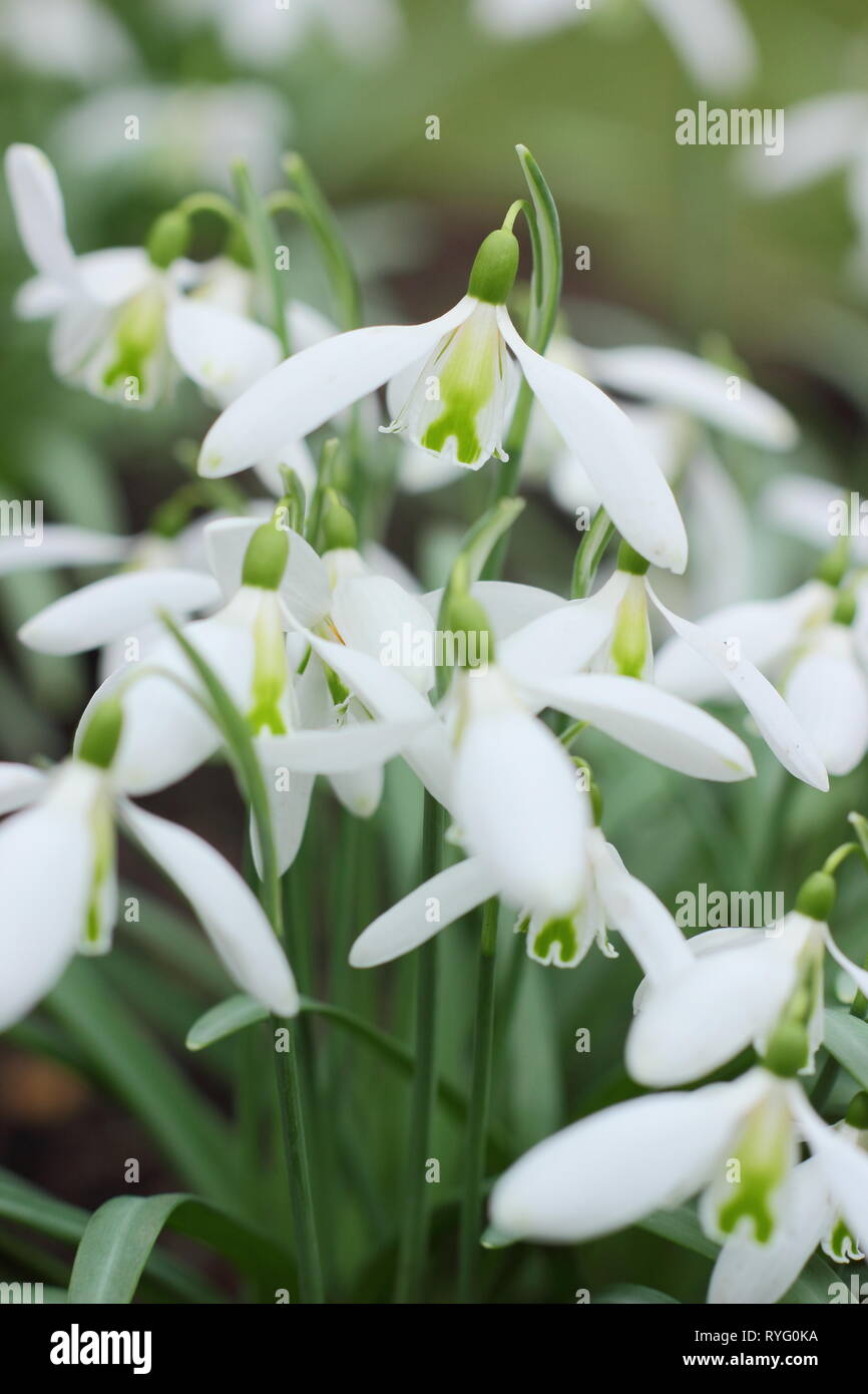 Galanthus 'Curly. Profumati della Snowdrop "parentesi" la visualizzazione di un segno distintivo della croce verde su segmenti interni - Febbraio, GIARDINO DEL REGNO UNITO Foto Stock