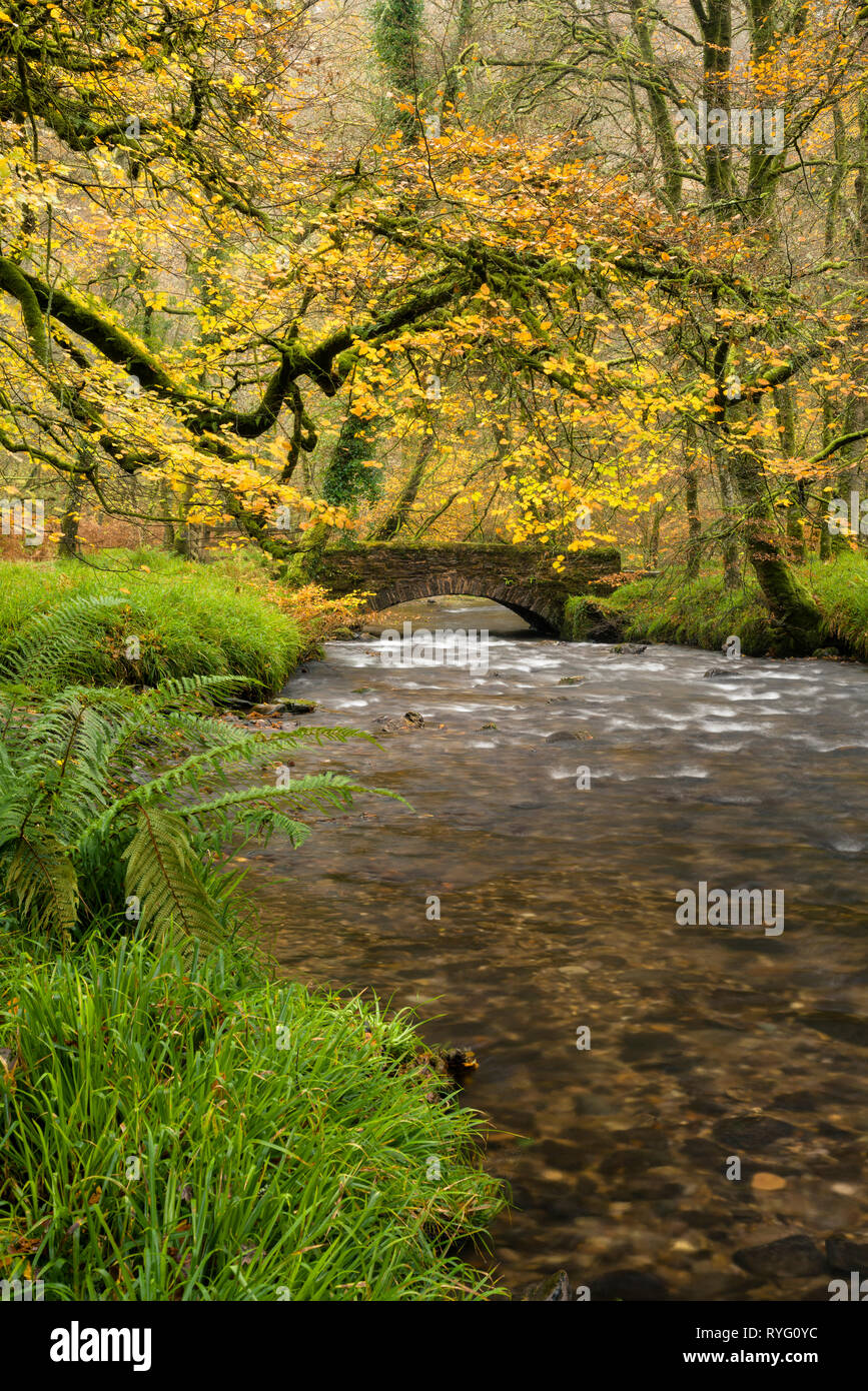 Ponte del castello al di sopra della Dane Brook nel Parco Nazionale di Exmoor vicino a Dulverton, Somerset, Inghilterra. Foto Stock