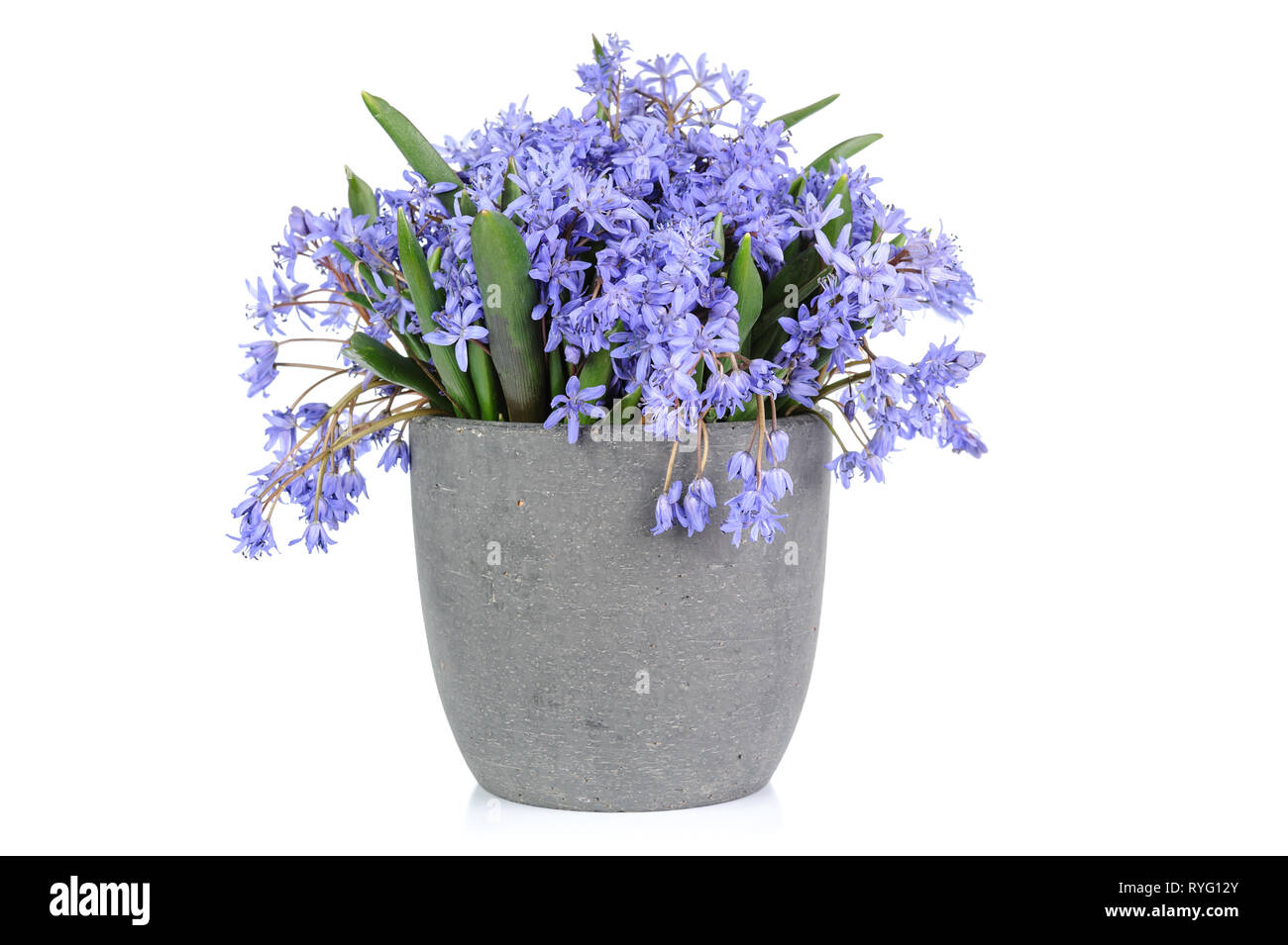 Bluebell freschi fiori isolati su sfondo bianco Foto Stock