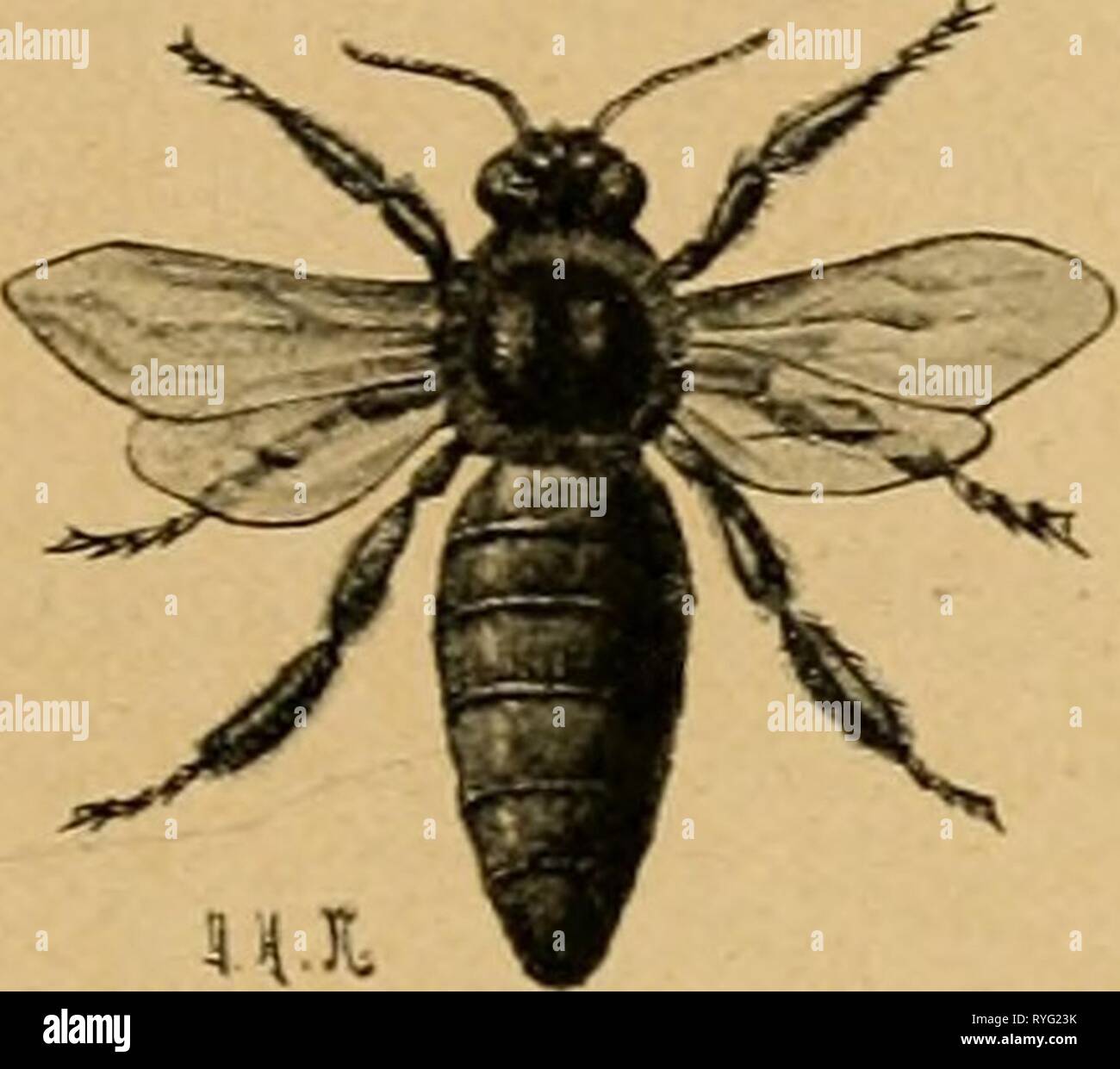 Il dott. Lampe Bienenzucht del. : PopulÃ¤res Handbuch der anatomie, zucht, pflege und sÃ¤mtlicher krankheiten der bienen, sowie ein nachschlagewerk ausfÃ¼hrliches aller die betreffenden imkerei verrichtungen drlampesbienenzu00lampada Anno: 1909 9Jrten ber SÃ¶icne. 29 â JJacf) campana 33criditfii, bic Ã¼ber bie Apis dorsata eingeijaiigcii fiitb, idjchit cÂ§, baÂ§ fie 5ur ^ud^i* tauglich fein mÃ¼rbe, nameiitlid) i)"t" bieÂ eoii ber idiiDarjen 9(rt anjuiiefjmen. Stuf boÂ" Urteil ber Siitgelioreiieii ift allerbiiigs lÃ¼dit nicl ju geben, Iiaben biefe bie Apis dorsata bod) fÃ¼r ^orniffen gebaltcn. Sn einem 33 Foto Stock