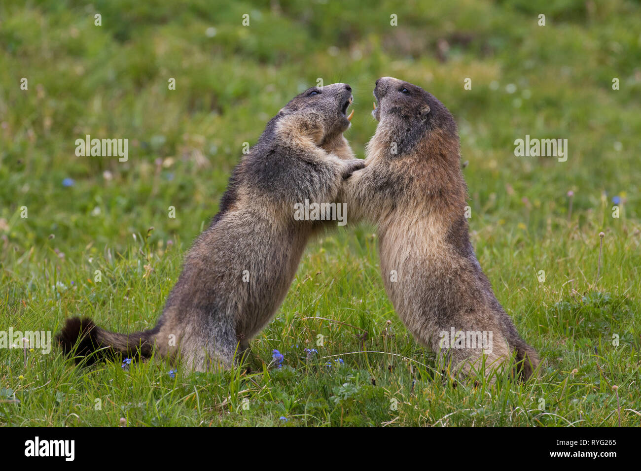 Due marmotte (Marmota marmota) combattimenti in pascolo alpino, Parco Nazionale degli Hohe Tauern, Carinzia, Austria Foto Stock