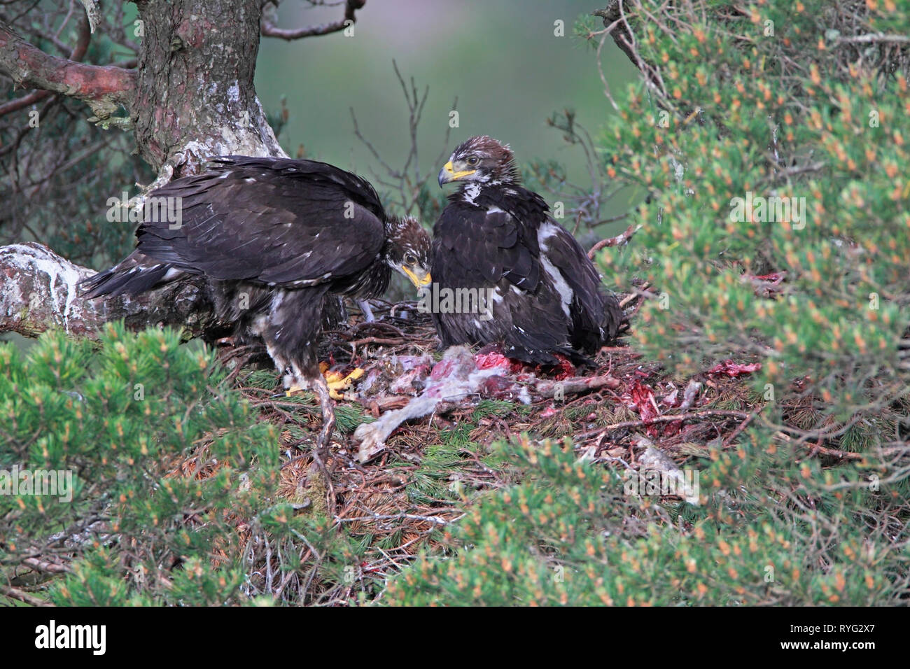 Aquila reale (Aquila chrysaetos) eaglets sul nido, Scotland, Regno Unito. Foto Stock