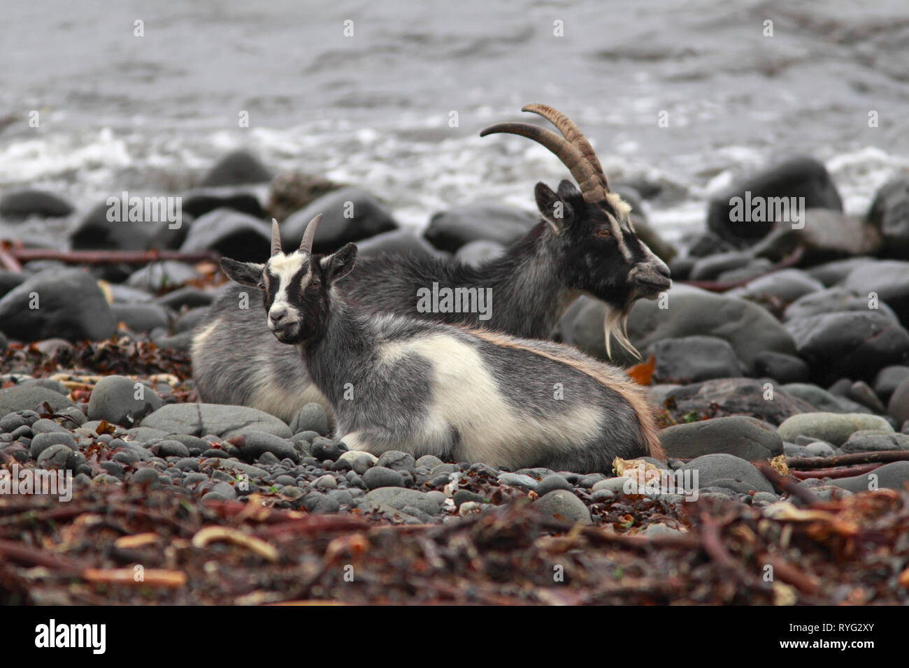 Capre selvatiche (Capra hircus) kid con nanny, Scotland, Regno Unito. Foto Stock