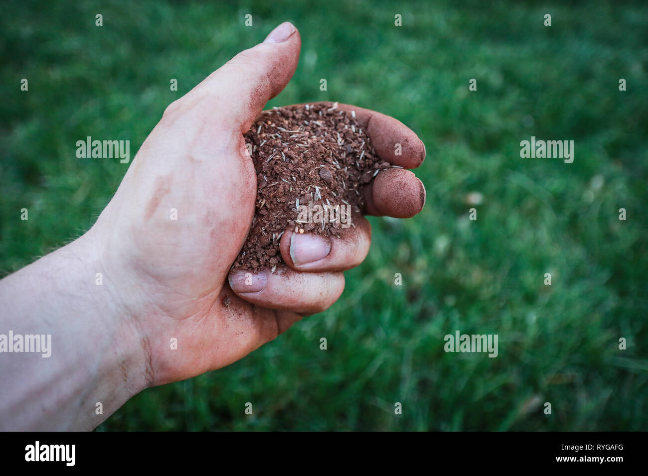 Mano sporca di alimentazione si diffonde e mix di sementi di erba verde prato. Foto Stock