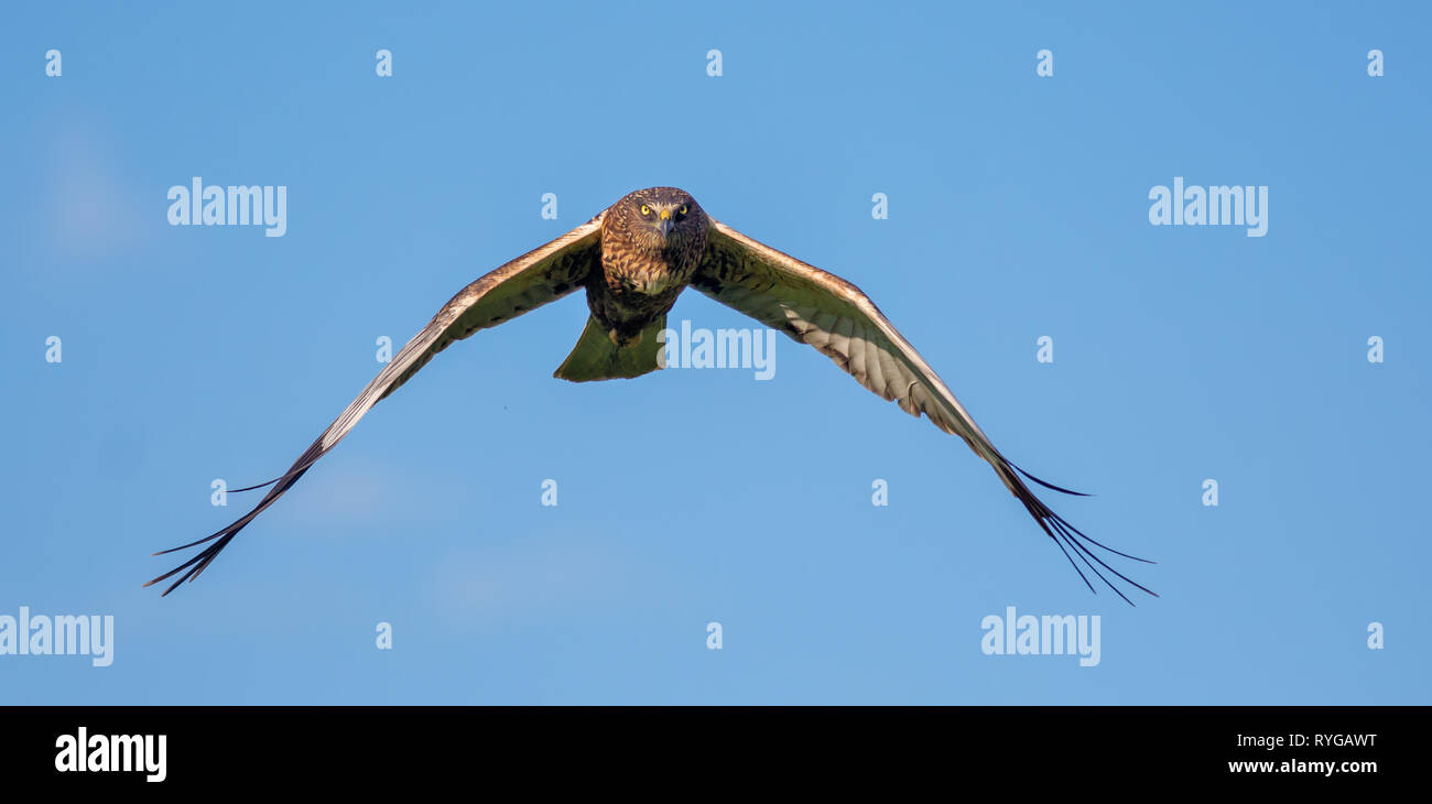 Voce maschile Western Marsh Harrier faccia piena in volo Foto Stock