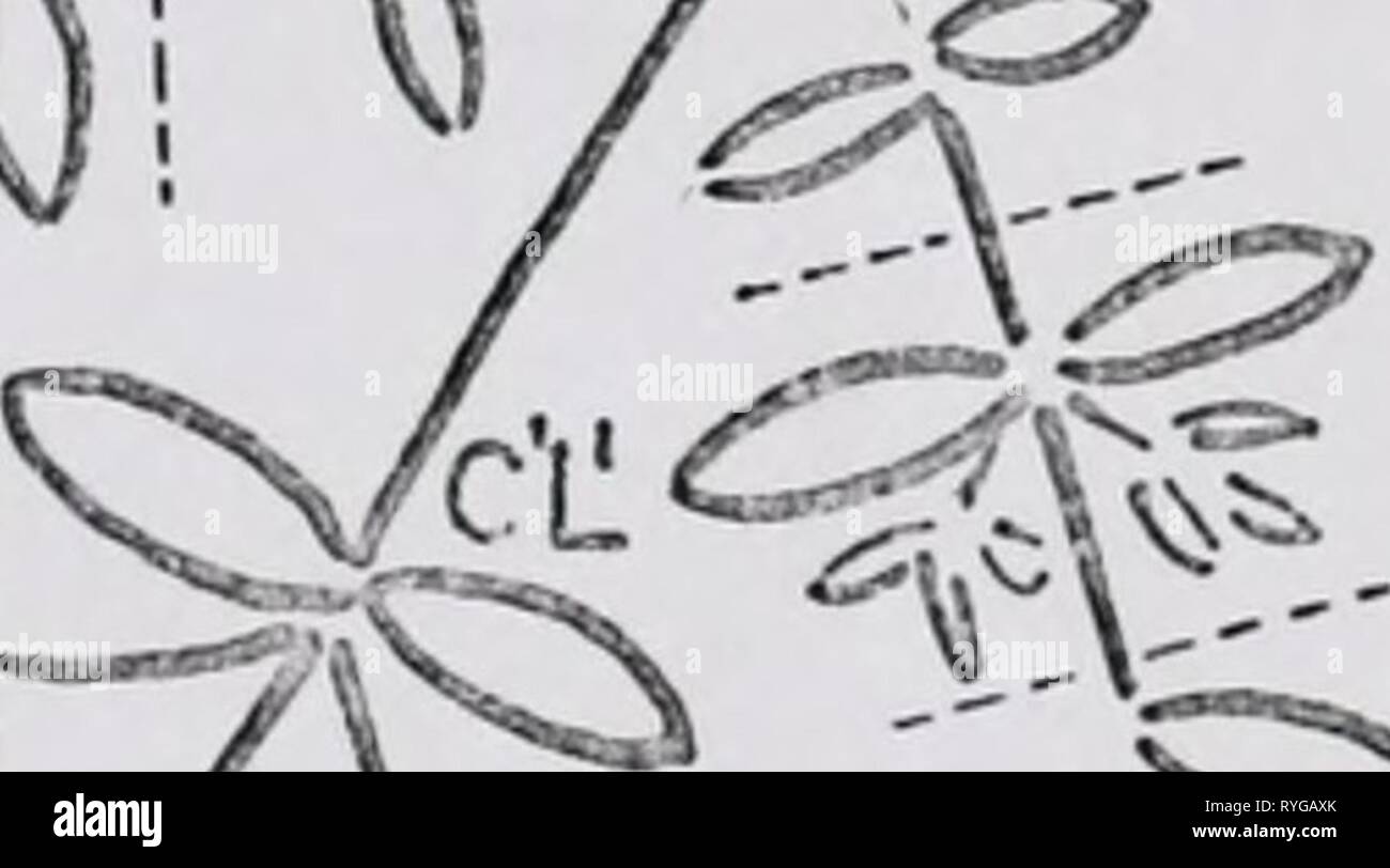 Effetti dei livelli di minerali sulla fisiologia e la morfologia delle piante effectsofmineral00brolrich Anno: 1968 50 C'L'V i C'RI C'R Z k /^V-S^ CWr '^(b <^' ^^5* ^iL C'R*. &Lt;::?<I^ r c'R' /vCi' O C verrà ^^cr figura 8. -- Ramo mutati di Portulaca oleracea. Le talee sono state prese a linee tratteggiate. Il sistema di numerazione è spiegato nel testo. Foto Stock
