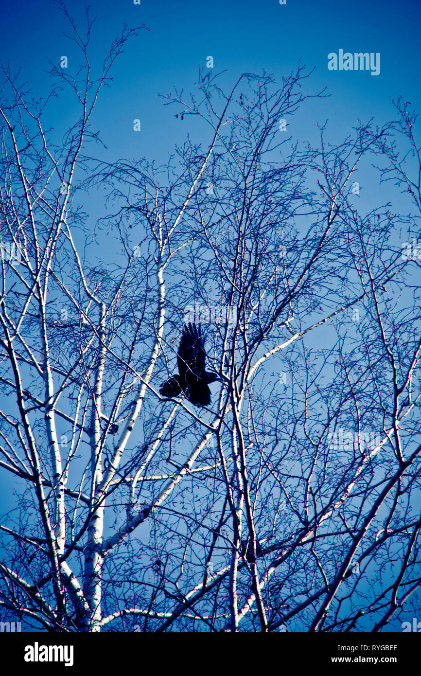Crow volando da un albero Foto Stock