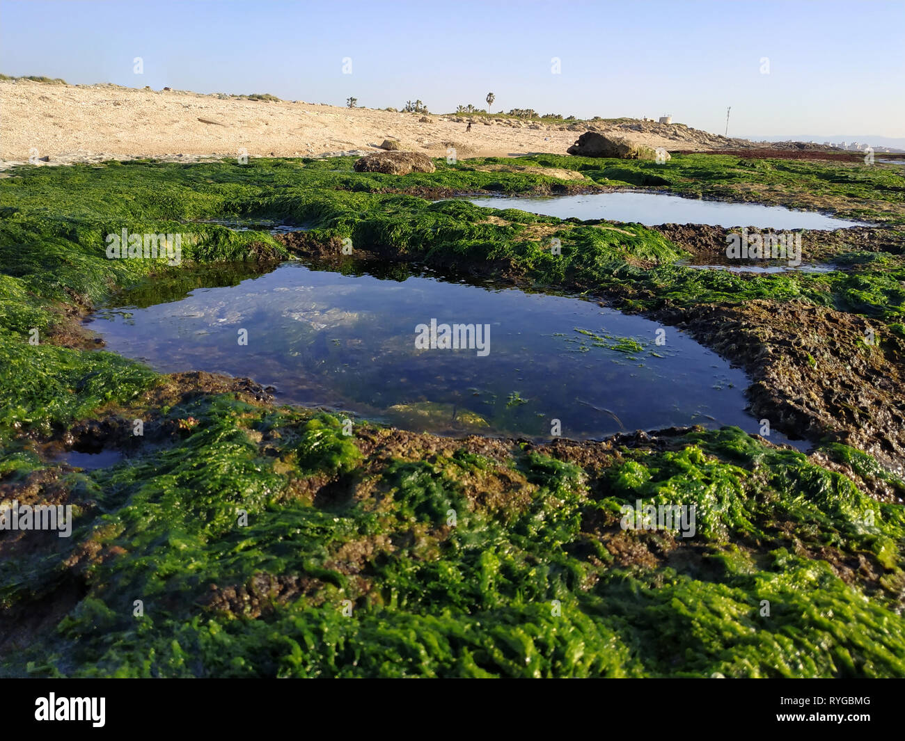 Bustan HaGalil spiaggia sabbiosa con rocce vicino a acri di Haifa in Israele. Akko riva del mare Mediterraneo. L'acqua chiara pietre ricoperto con alghe marine. Blu cielo soleggiato Foto Stock