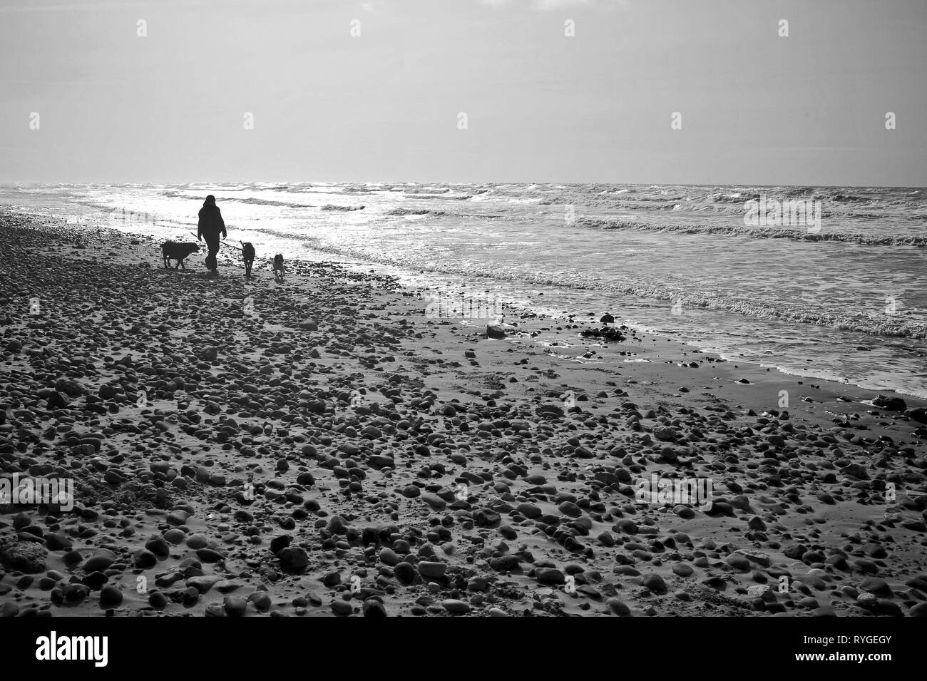 Silhouette di persona e tre cani a camminare su una spiaggia di ciottoli con Sun in background Foto Stock