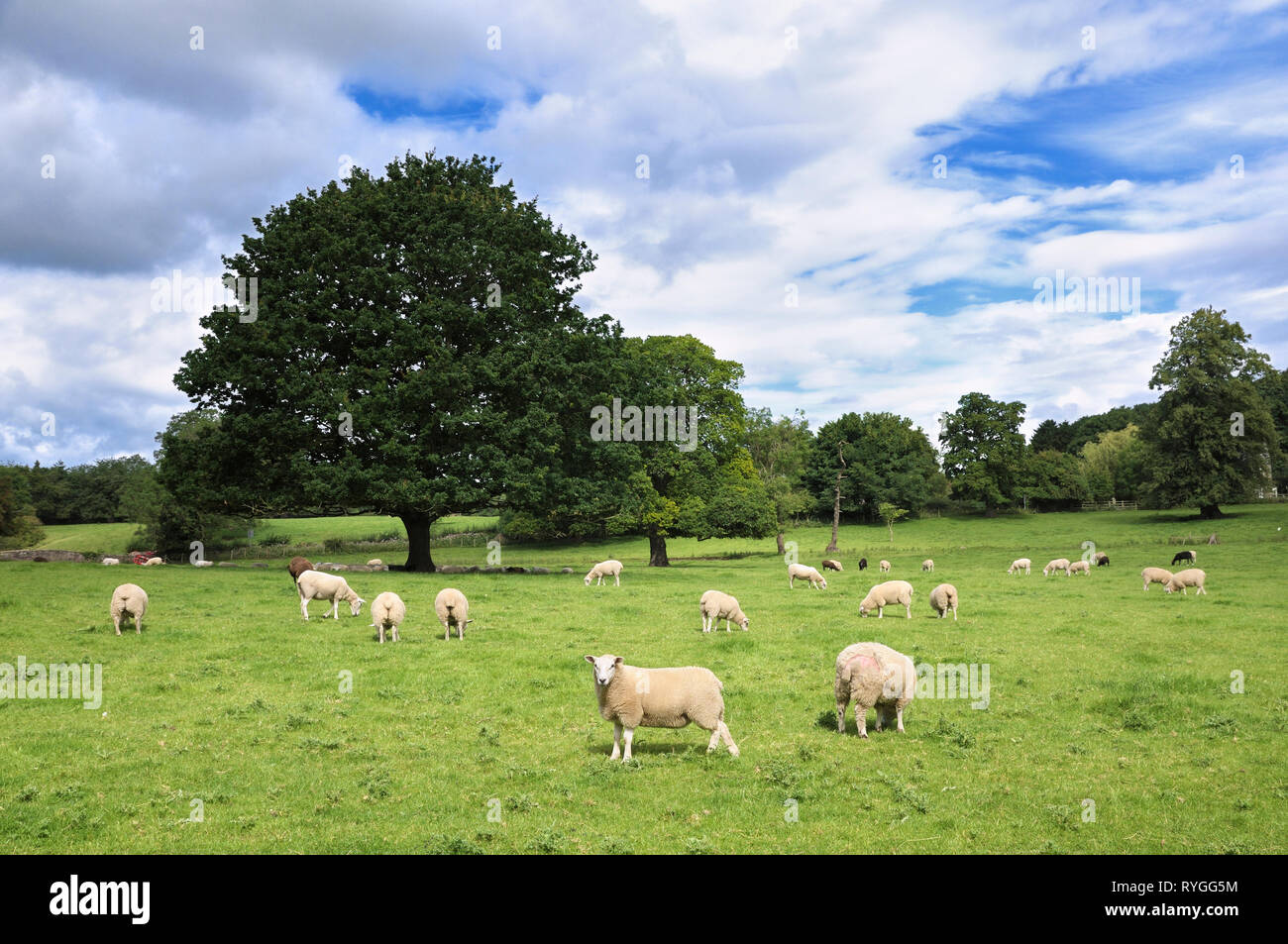 Pecore al pascolo in un campo, nello Yorkshire, Inghilterra, Regno Unito Foto Stock