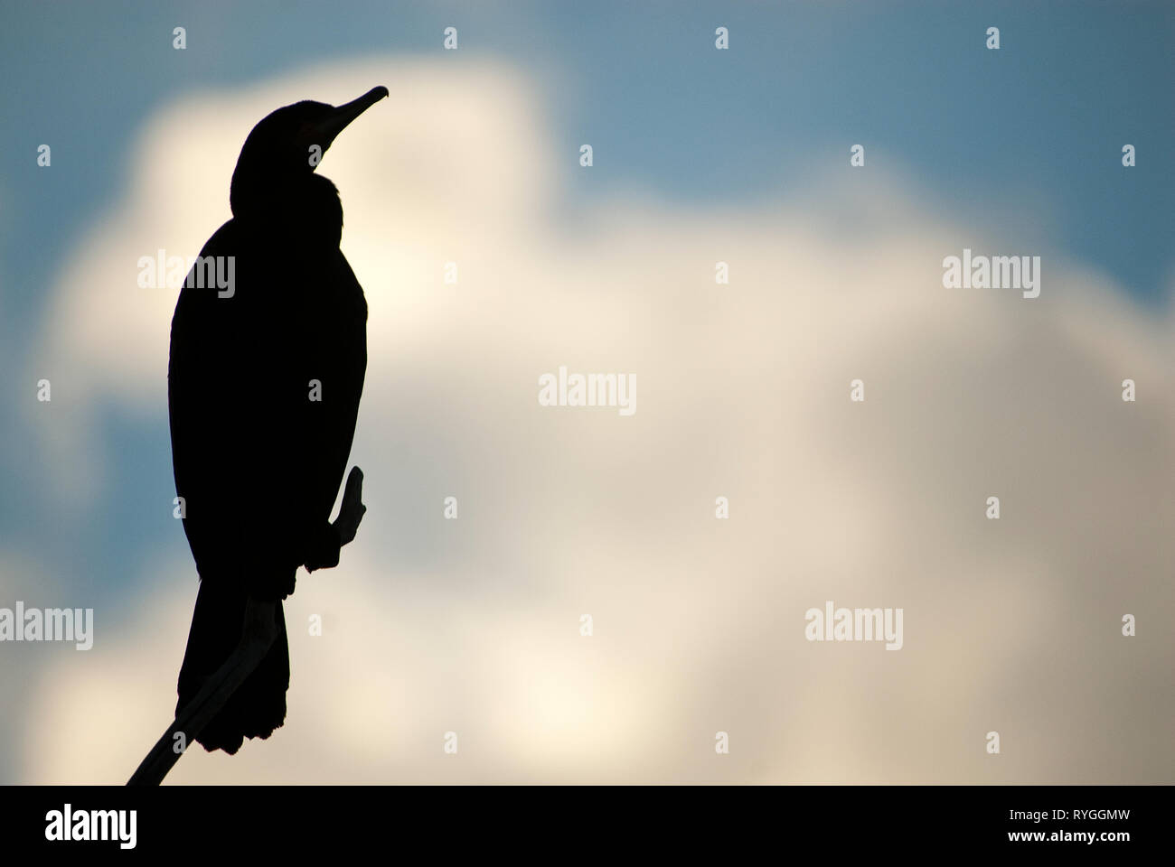 Cormorano - Phalacrocorax carbo su un ramo contro la luce contro il cielo al tramonto, , uccello Foto Stock