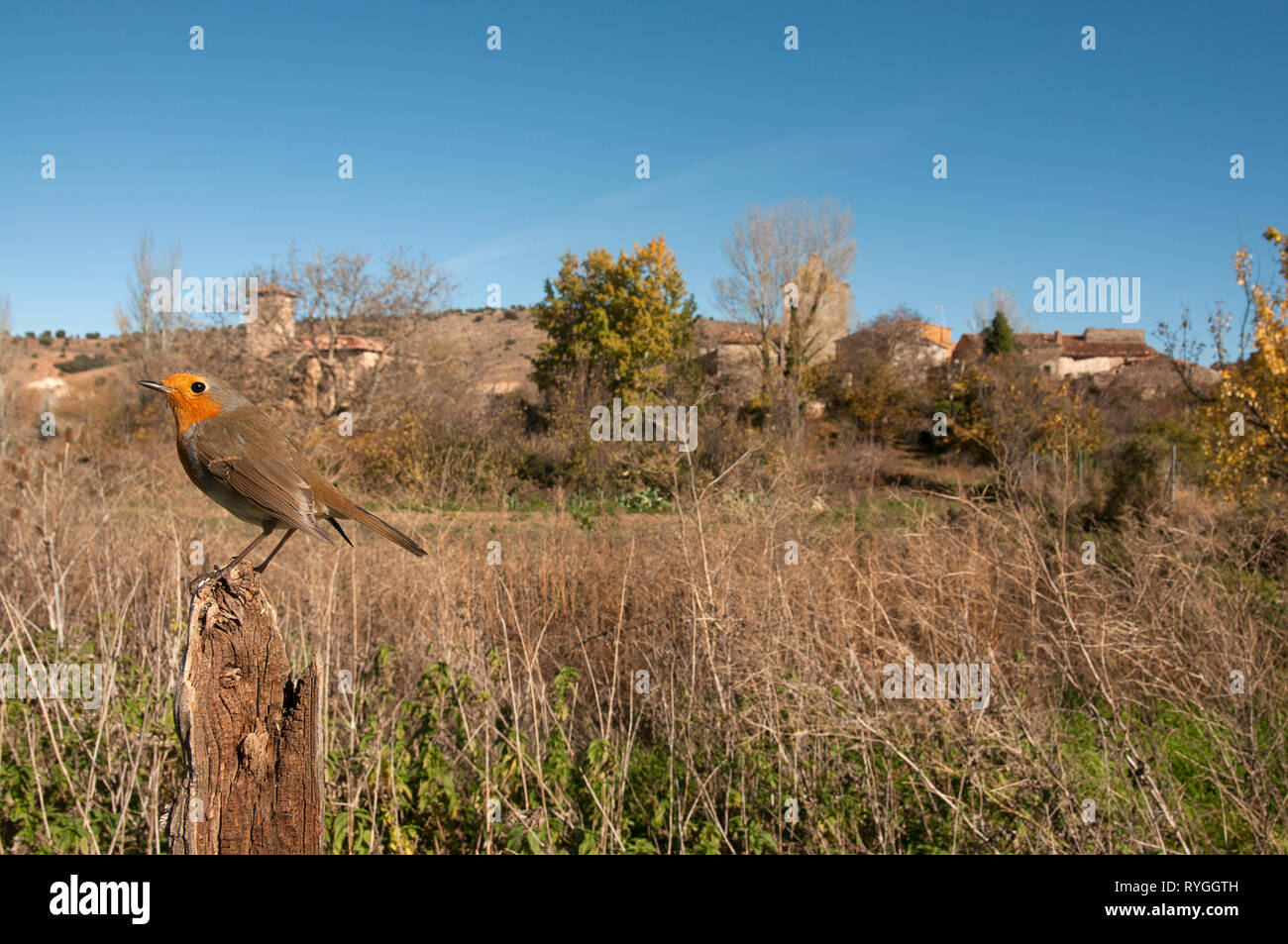 Robin - Erithacus rubecula, appollaiato su un ramo con il paesaggio e habitat Foto Stock