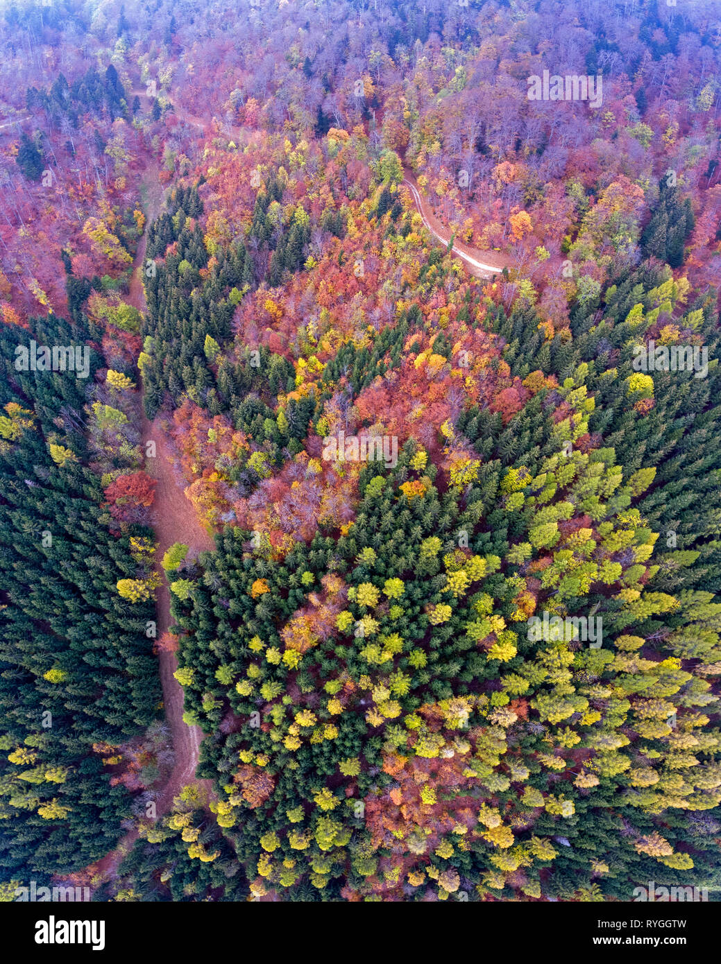Overhead drone vista degli alberi autunnali e vivacemente colorato caduta di alberi. Foto Stock