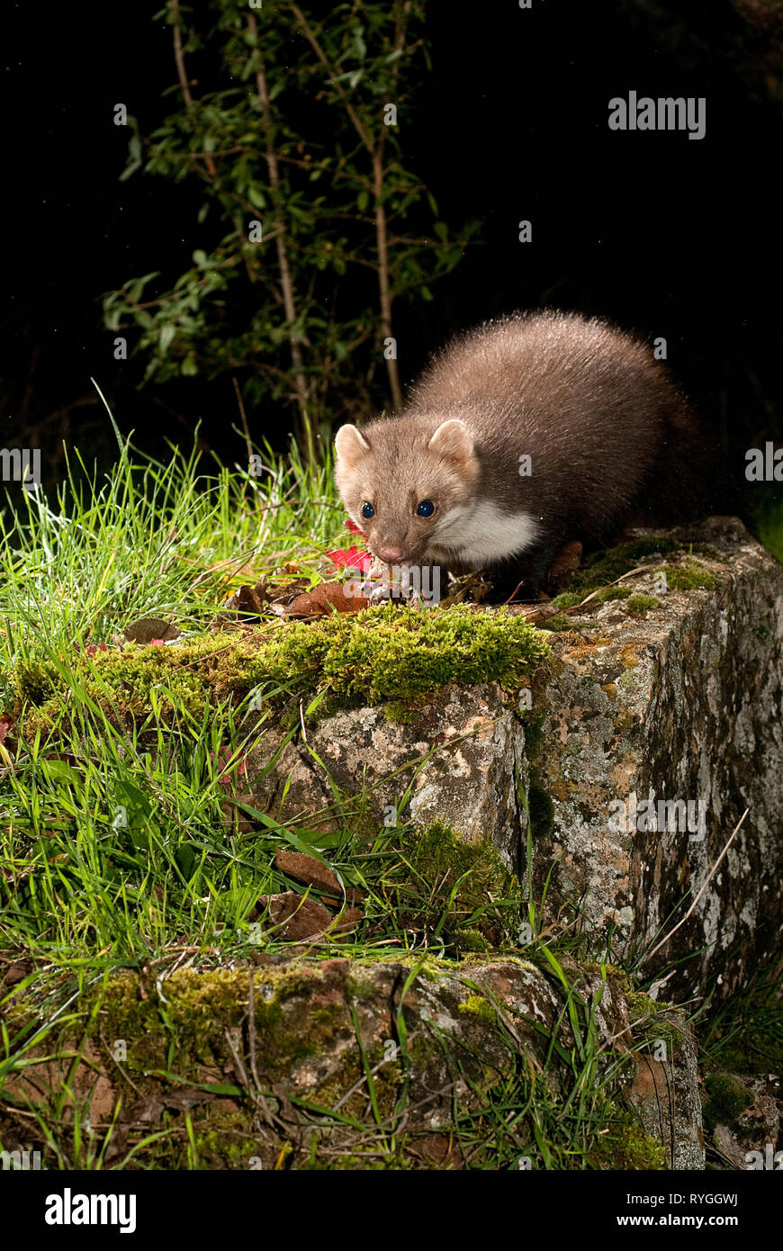 La Faina - Martes foina, ritratto, notturno di mammifero Foto Stock