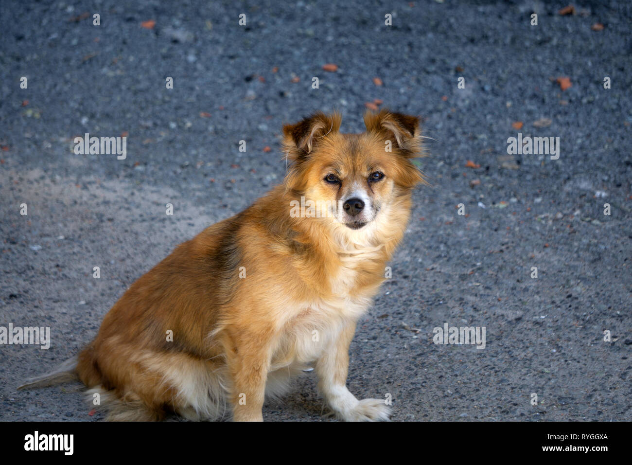 Australian Kelpie, una grande razza di lavoro uno Foto Stock