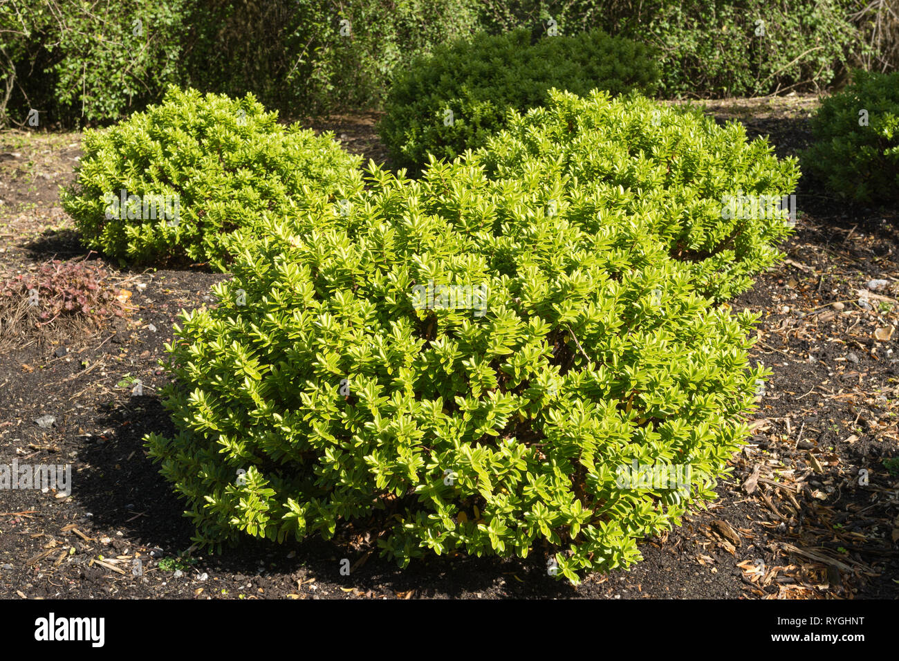 Hebe rakaiensis (arbustiva veronica) in un giardino inglese, REGNO UNITO Foto Stock