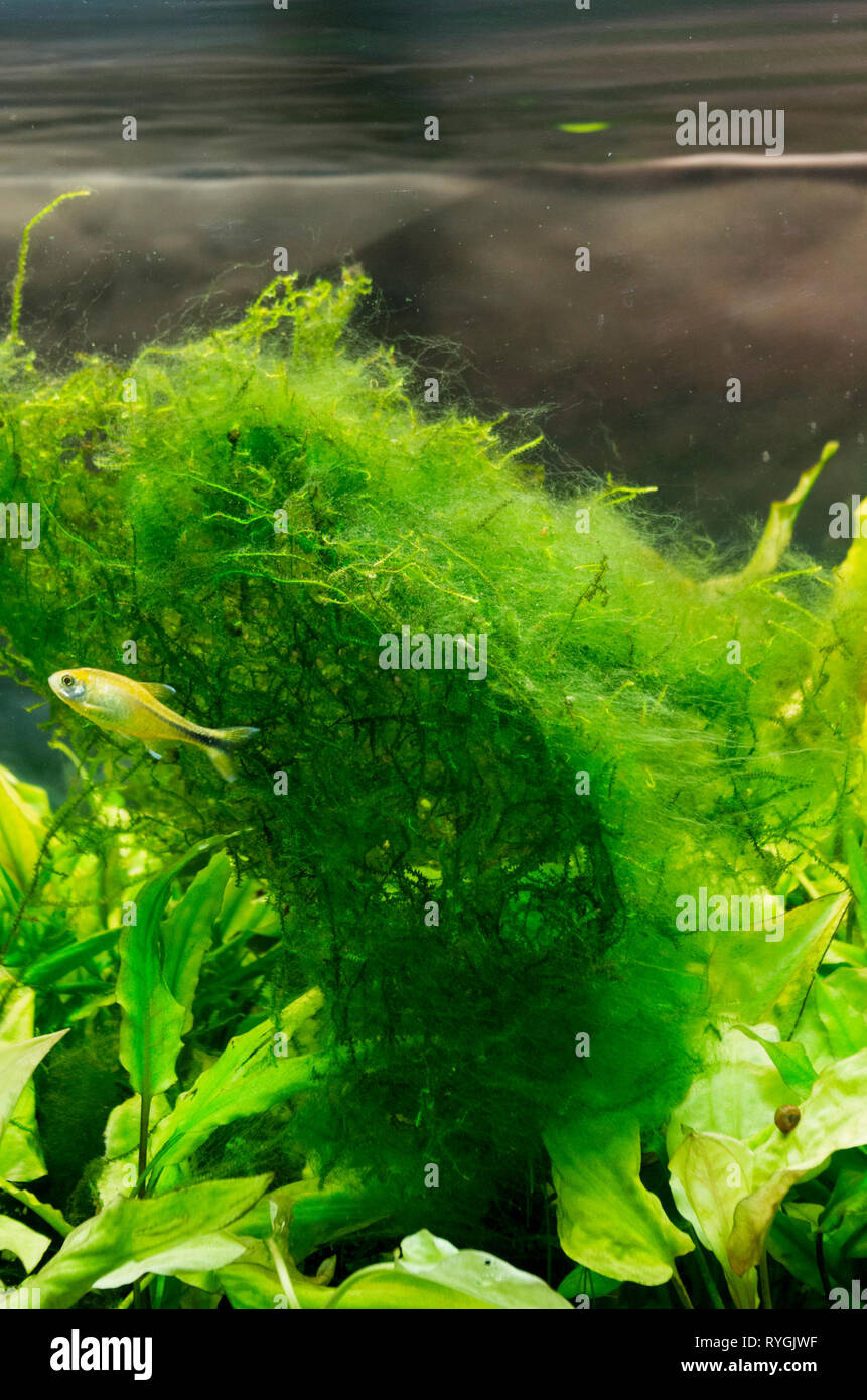 Capelli o filo verde Alghe su Java Moss in un tropicale acquario d acqua dolce Foto Stock