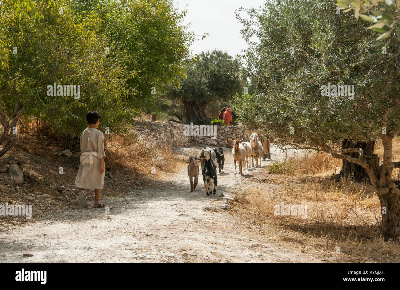 Nazaret,Israele,22-Maggio-2010:boy in abbigliamento dal tempo della bibbia cammina con gli ovini e i caprini in Nazaret in Israele,Nazaret è famosa dalla bibbia del tempo di Gesù Foto Stock