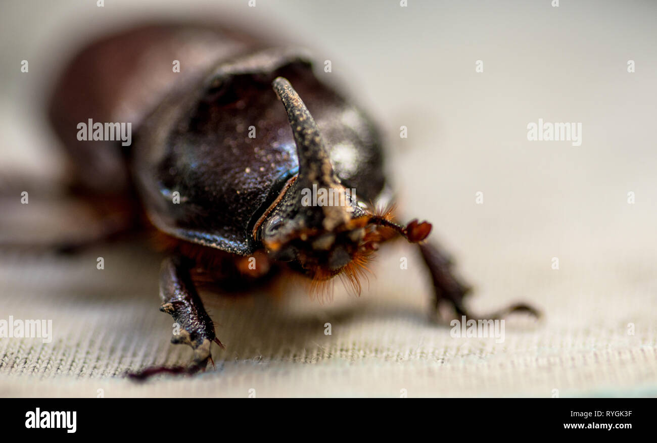 Parte posteriore di uno scarabeo di avvisatore acustico Foto Stock