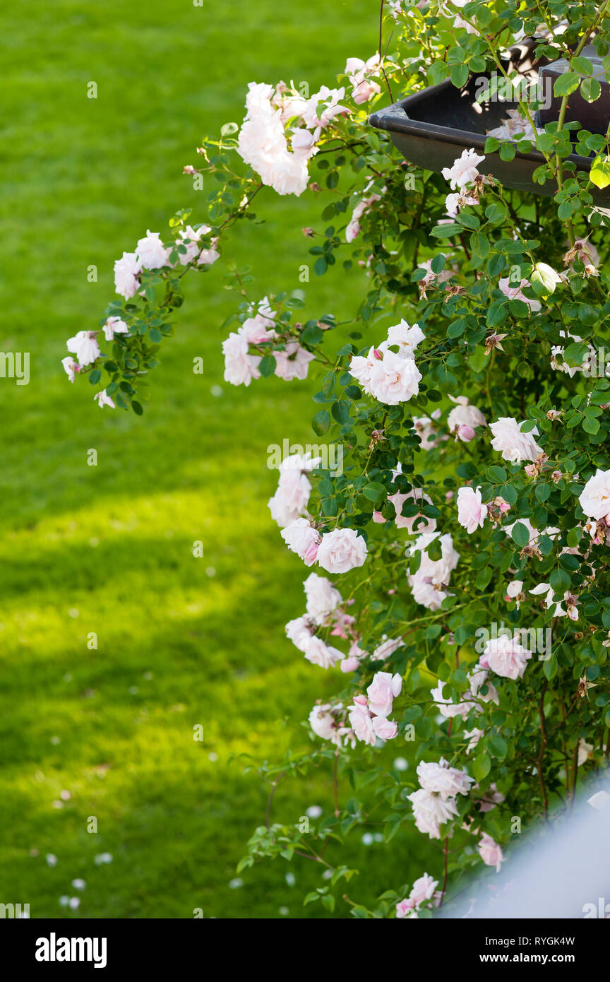Fiori di colore rosa da prato Foto Stock