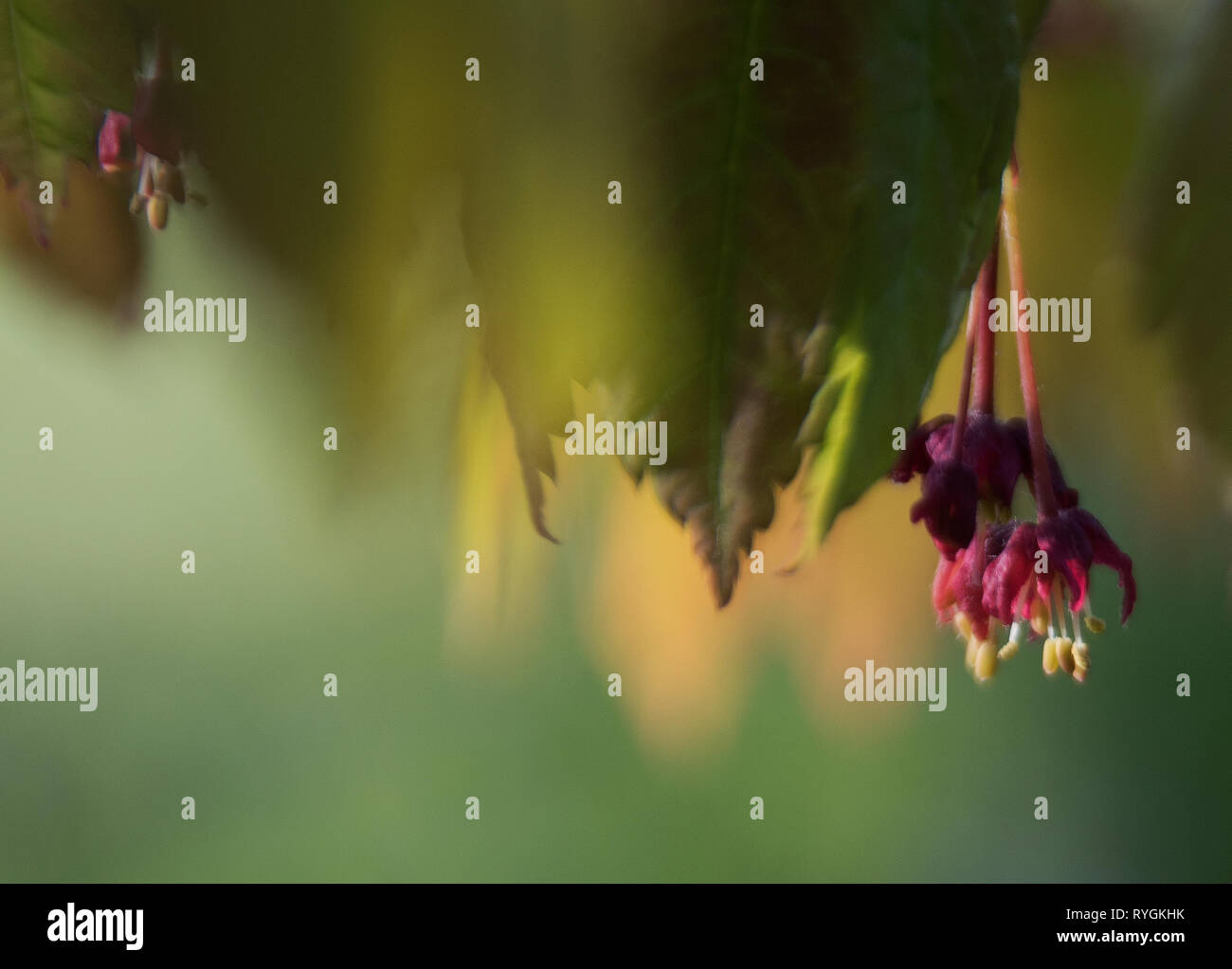 Cluster di acero rosso fiori al vento Foto Stock